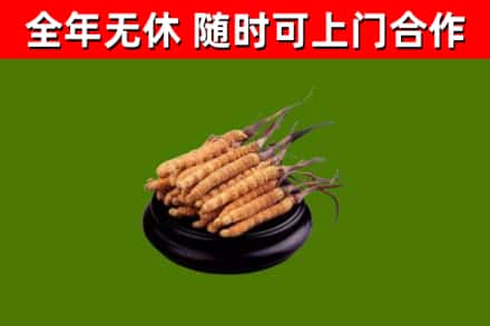 叠彩回收冬虫夏草