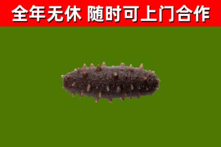 叠彩回收海参干